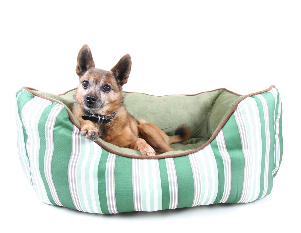 dog with bladder cancer laying in bed